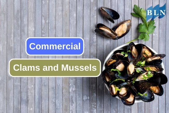Discovering Commonly Enjoyed Clams and Mussels